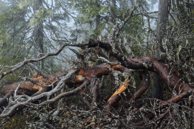 <b> In the gallery Seek: Forests of the North Wind by Ritva Kovalainen & Sanni Seppo </b>
